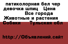 патиколорная бел/чер девочка шпиц › Цена ­ 15 000 - Все города Животные и растения » Собаки   . Тульская обл.